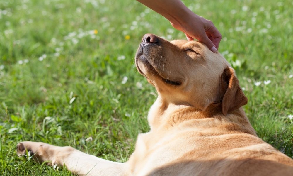 The Science Behind CBD Gummies for Dog Anxiety and Stress Relief