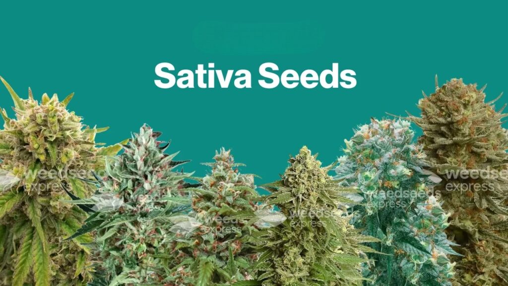 Sativa Seeds Category Page-Photoroom